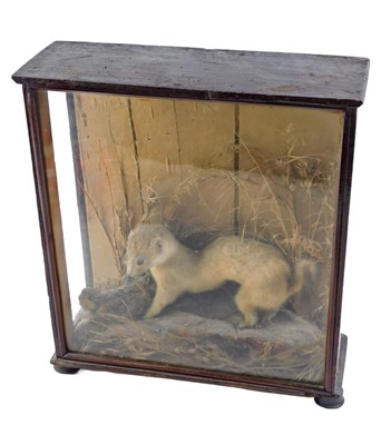 Lot 286 - A taxidermied ferret, in oak glazed display...