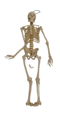 Lot 781 - A composition medical skeleton, with metal...