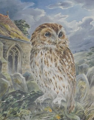 Lot 824 - P. Humphrey. Tawny Owl, watercolour, 43cm x...