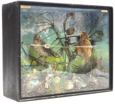 Lot 544 - Victorian taxidermy. A Hawfinch and a...