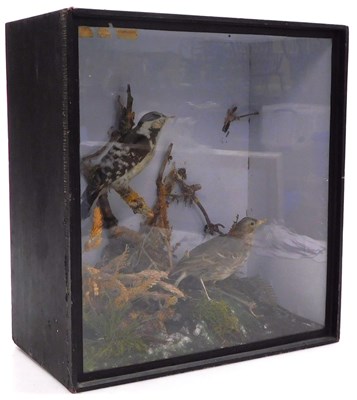 Lot 545 - Victorian taxidermy. A male and female Lesser...