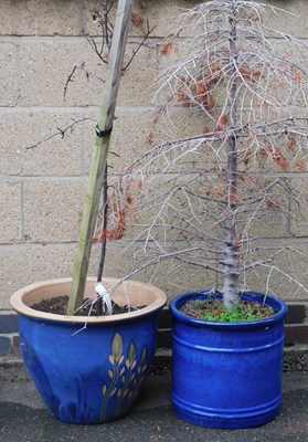Lot 748 - Two large blue glazed garden pots, containing...