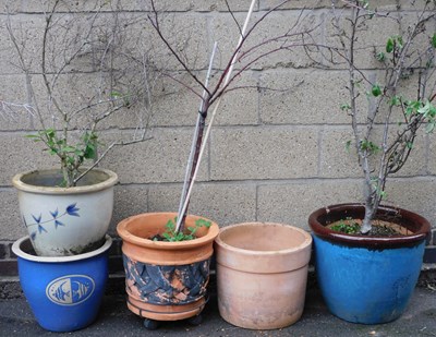 Lot 749 - A group of pottery and terracotta plant...