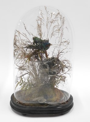 Lot A Victorian domed top taxidermied bird display,...