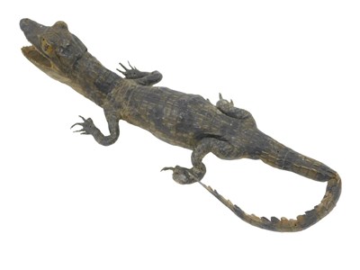 Lot 908a - A taxidermied cayman, 21cm long.