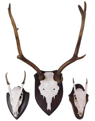 Lot 471 - A partial fallow deer skull and antlers, oak...